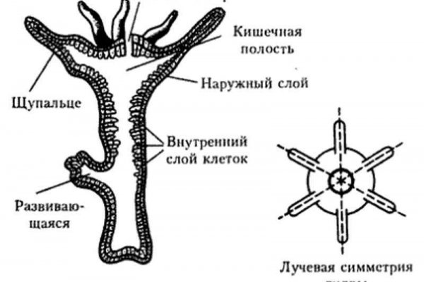 Кракен нар